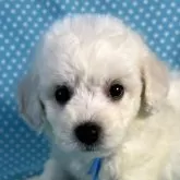 ビションフリーゼ