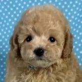 タイニープードル