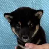 豆柴