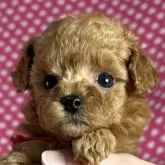 トイプードル(トイ)【北海道・女の子・2025年2月20日・アプリコット】の写真1