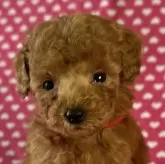 タイニープードル