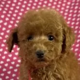 トイプードル(トイ)