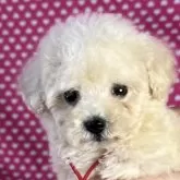 ミックス(ビションフリーゼ×トイプードル)【北海道・女の子・2025年1月14日・クリーム】の写真1