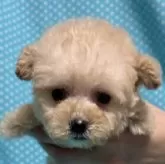 タイニープードル