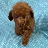 トイプードル(トイ)【北海道・男の子・2025年8月22日・レッド】の写真2