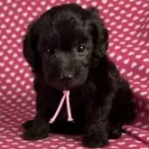 ミックス(ビションフリーゼ×ダップー)【北海道・女の子・2025年6月8日・シルバー】の写真2