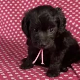 ミックス(ビションフリーゼ×ダップー)【北海道・女の子・2025年6月8日・シルバー】の写真3