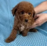 トイプードル(トイ)【北海道・男の子・2025年8月22日・レッド】の写真3