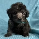 シュナプー(トイプードル×ミニチュアシュナウザー)【北海道・男の子・2025年7月24日・シルバー】の写真4