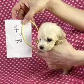 ミックス(ビションフリーゼ×ダックスフンド)【北海道・女の子・2025年4月29日・クリーム】の写真4