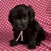 ミックス(ビションフリーゼ×ダップー)【北海道・女の子・2025年6月8日・シルバー】の写真4