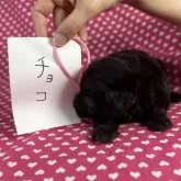 ミックス(ビションフリーゼ×ダップー)【北海道・女の子・2025年6月8日・シルバー】の写真5