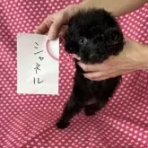 タイニープードル【北海道・女の子・2025年7月15日・ブラック】の写真5