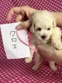 タイニープードル【北海道・女の子・2025年6月9日・クリーム】の写真5
