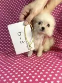ミックス(ポメラニアン×ポメパピ)【北海道・女の子・2025年6月26日・クリーム】の写真5