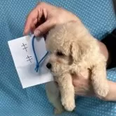 トイプードル(トイ)【北海道・男の子・2025年9月24日・クリーム】の写真5