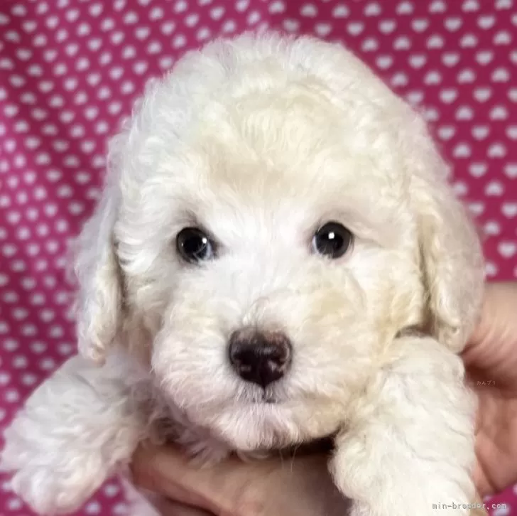 ID:2409-05451の子犬