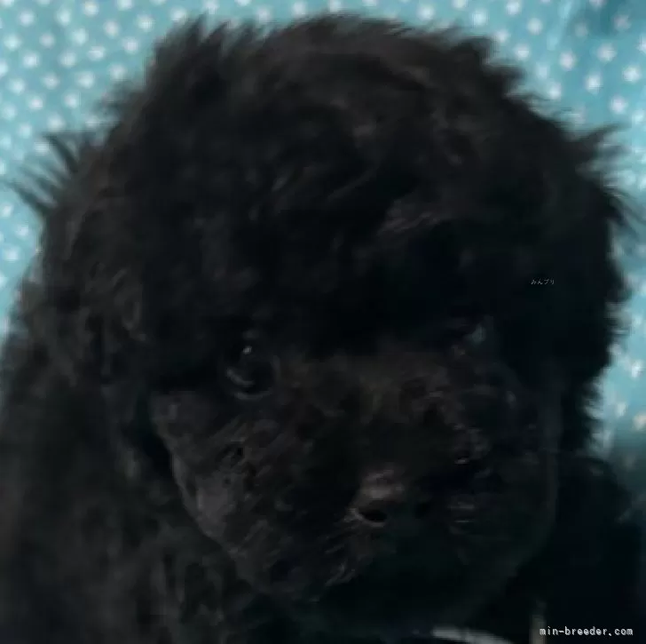 H.Y 様のお迎えした子犬