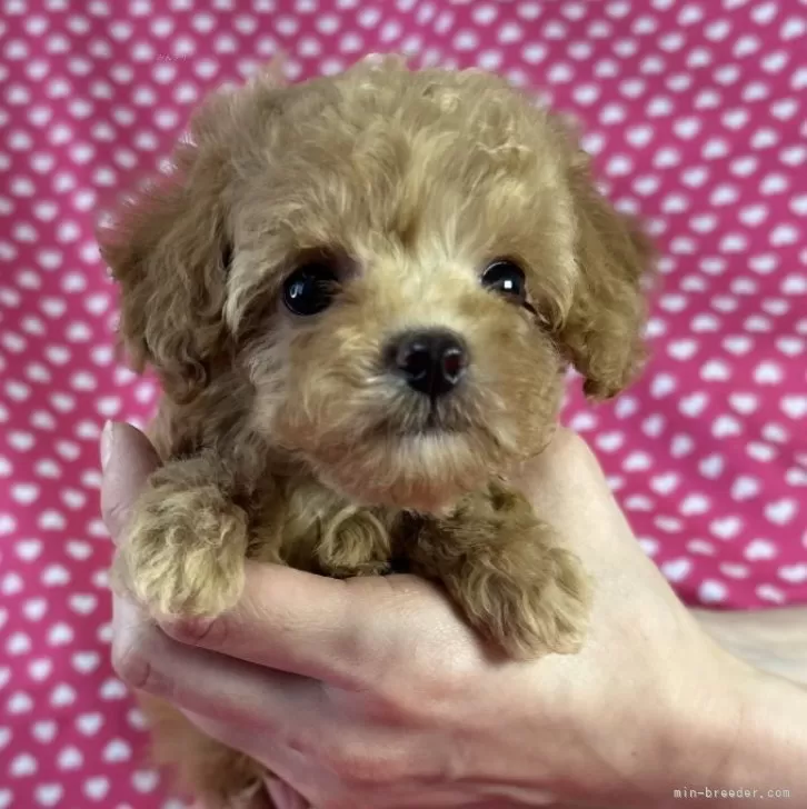 ID：2410-05103の子犬