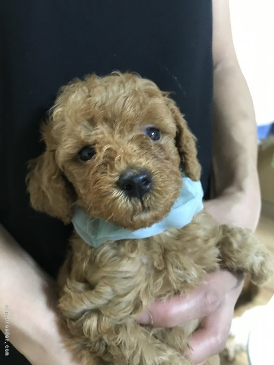 トイプードル 北海道 男の子 21年6月9日 レッド 骨格のしっかりした男の子です みんなのブリーダー 子犬id 2107 トイプードル 北海道 男の子 21年6月9日 レッド 骨格のしっかりした男の子です みんなのブリーダー 子犬id 2107