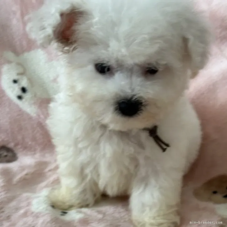 ID：2306-03109の子犬