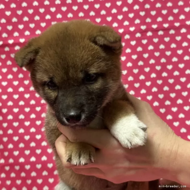 ID:2312-04774の子犬