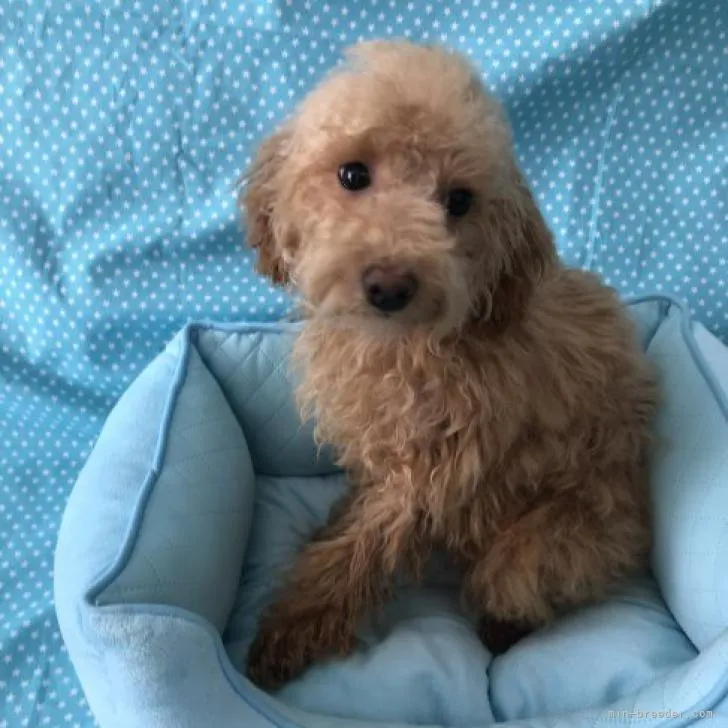 ID：2209-02534の子犬