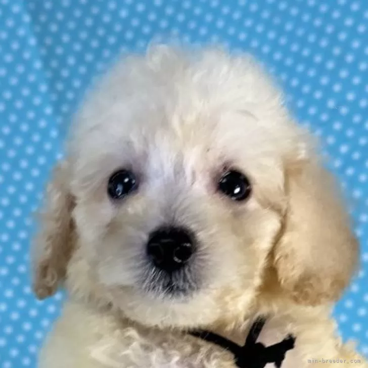 K.F 様のお迎えした子犬