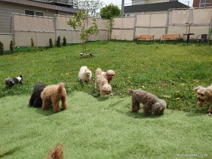 親犬たちもドッグランで毎日遊んでいます♬.*ﾟ｜長谷川　尚子(はせがわ　しょうこ)ブリーダー(北海道・トイプードルなど・JKC登録)の紹介写真5