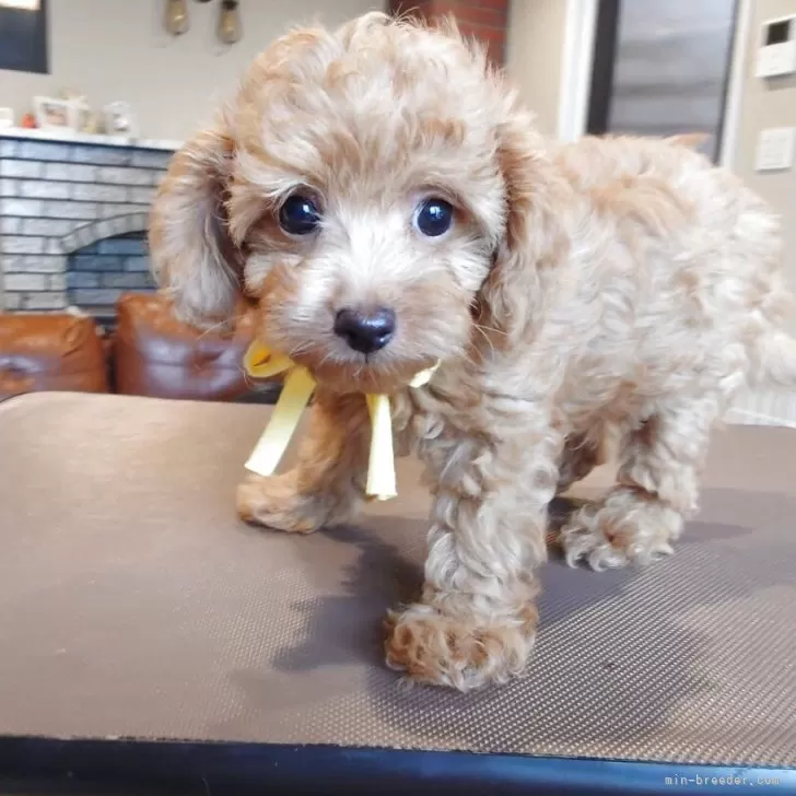 ID:2507-05494の子犬