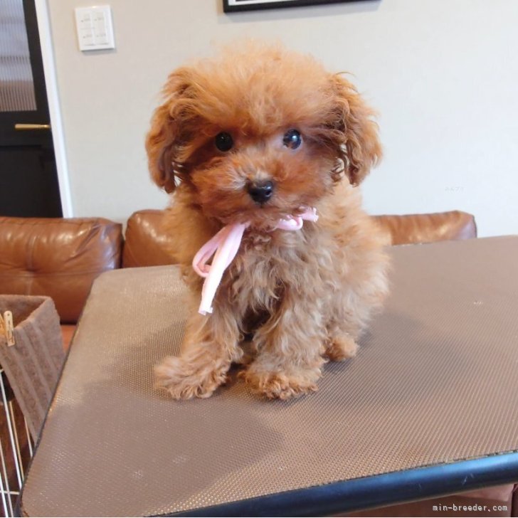 ブリーダー画像