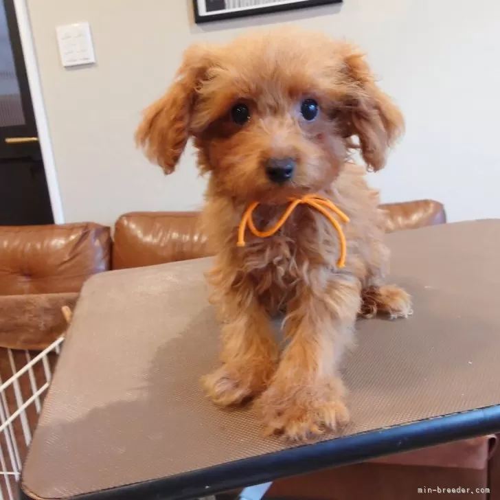 ポメプー(トイプードル×ポメプー)【北海道・女の子・2025年7月14日・レッド】の写真1