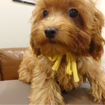 トイプードル(タイニー)【北海道・男の子・2025年7月7日・アプリコット】の写真「イタズラしない良い子なんです💮」