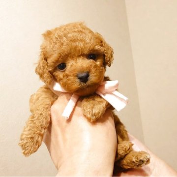 トイプードル(タイニー)【北海道・女の子・2025年4月21日・レッド】の写真「おっとりさん💕✨」