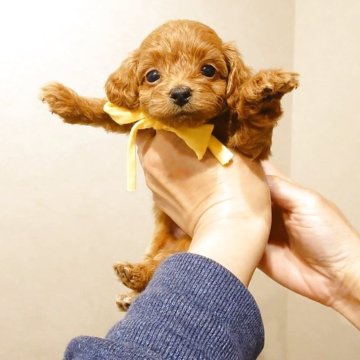 トイプードル(タイニー)【北海道・男の子・2025年4月21日・レッド】の写真「まん丸お目目の可愛い男の子」