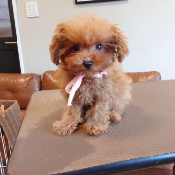 ポメプー(トイプードル×ポメプー)【北海道・女の子・2025年7月14日・レッド】の写真「もうすぐ3ヶ月で580g💕ティーカップ予想」