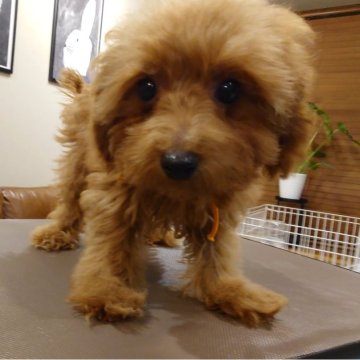 ポメプー(トイプードル×ポメプー)【北海道・女の子・2025年7月14日・レッド】の写真「おとなしい 優しい子」