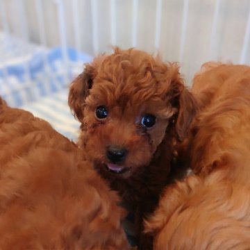 タイニープードル【北海道・男の子・2025年7月7日・レッド】の写真「濃いレッドのイケメンくん💕✨」