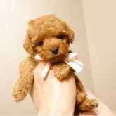 タイニープードル