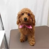 トイプードル(トイ)