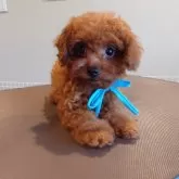 タイニープードル