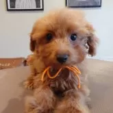 ポメプー(トイプードル×ポメプー)【北海道・女の子・2025年7月14日・レッド】の写真2