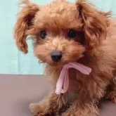 ポメプー(トイプードル×ポメプー)【北海道・女の子・2025年7月14日・レッド】の写真2「お鼻も短くて大人になっても可愛いまんまだと思います♡」