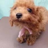 ポメプー(トイプードル×ポメプー)【北海道・女の子・2025年7月14日・レッド】の写真3「遊ぶの大好き(*^ω^*)人懐っこい性格」