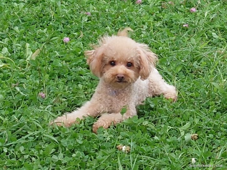 トイプードル【・女の子・2023年10月31日・レッド】