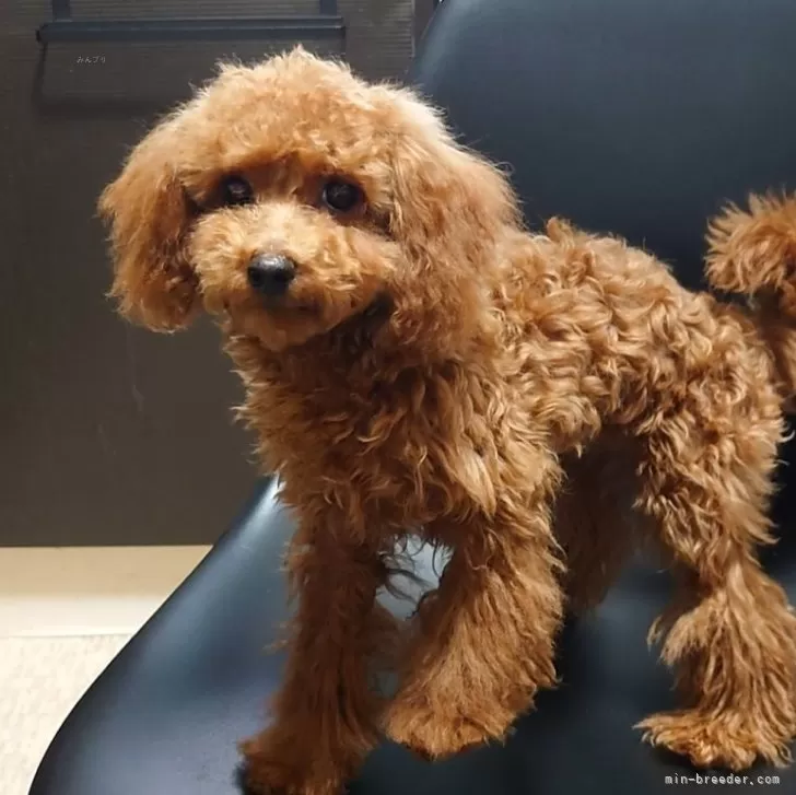 ID：2404-04305の子犬