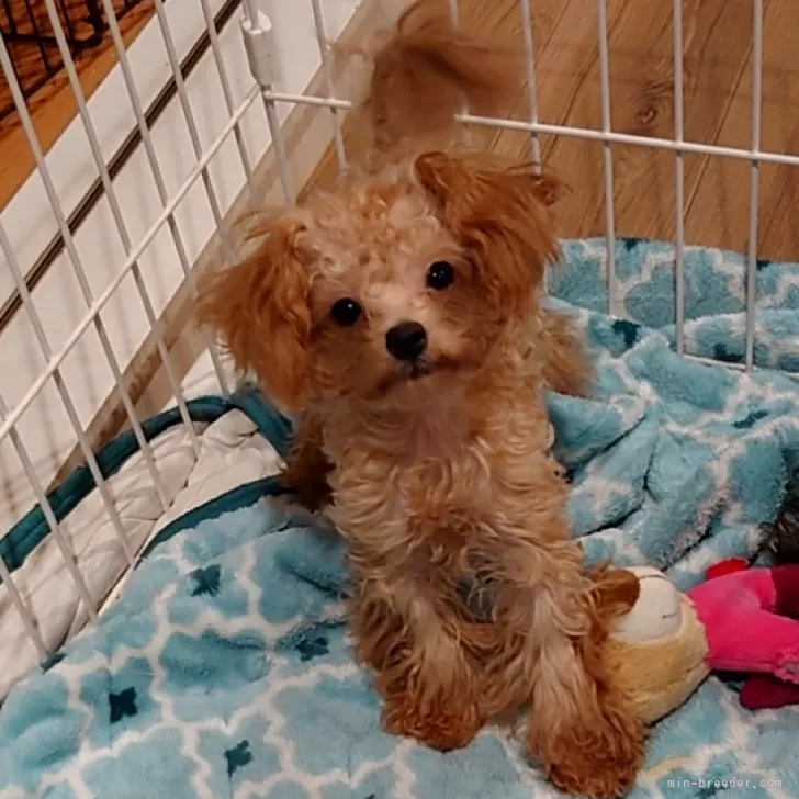 ID：2308-00760の子犬