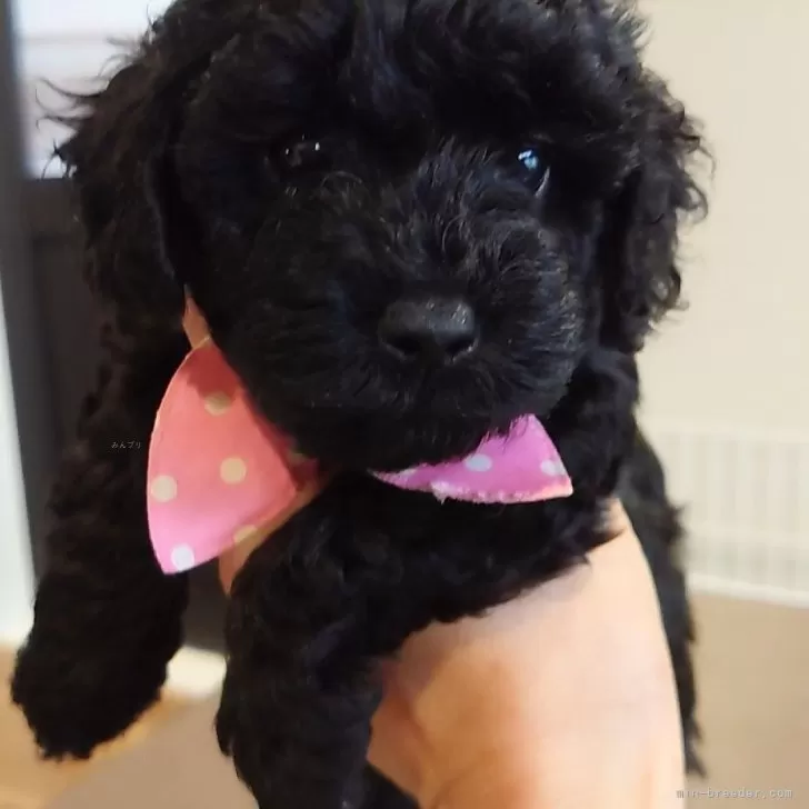 ID:2407-03629の子犬