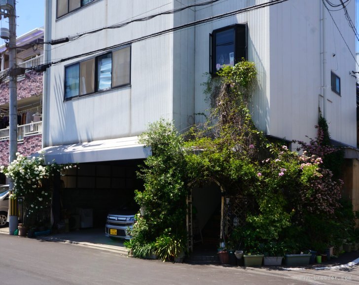 オリーブの木はもっと大きくなています。残念ながら咲き誇ったバラは好きだったのに、、、いっまチャレンジ｜川原　みどり(かわはら　みどり)ブリーダー(大阪府・トイプードルなど・JKC登録)の紹介写真8