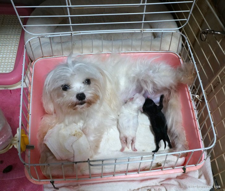 川原みどりブリーダーのブログ:暑い夏も終わり、万博も終わりやっと秋を見ることができるようになりました。